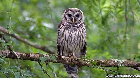 Amazing owl.