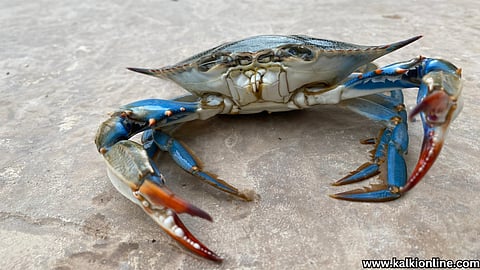 Italy allocates Rs 26 crore to exterminate crabs.