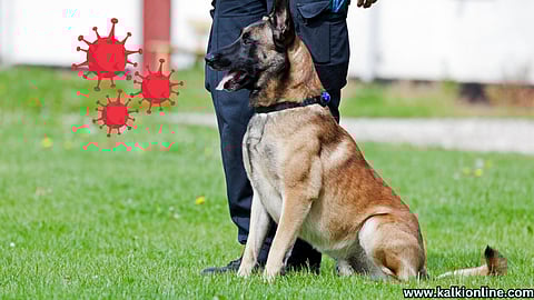 dogs accurately detect Covid infection.