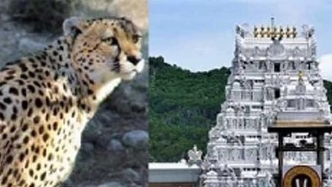 திருப்பதியில் சிறுத்தை