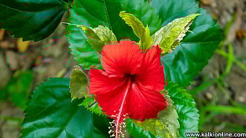 SEMBARUTHI DHOSAI