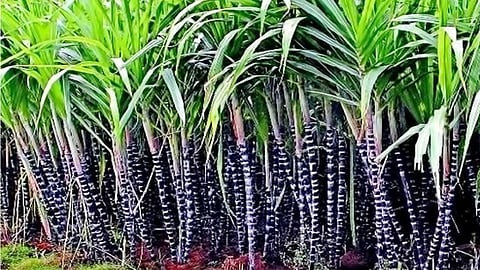 கர்ப்பிணிகள் கரும்பு சாப்பிடலாமா?