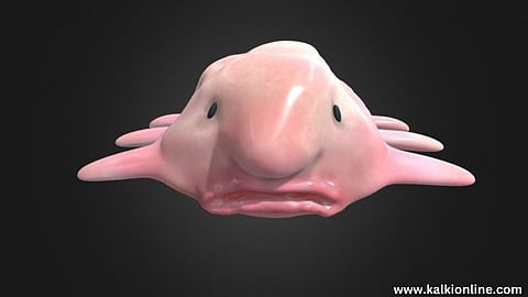 The blob fish. An unusual creature.