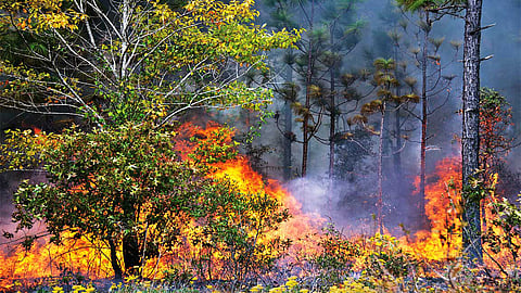 காட்டுத் தீ!