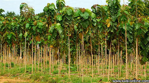 Farmers, plant teak trees on vacant lands.