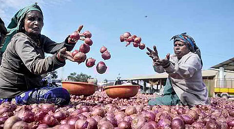 பின்னடைவை சந்திக்கும் வெங்காய விவசாயம்: என்ன செய்வது?