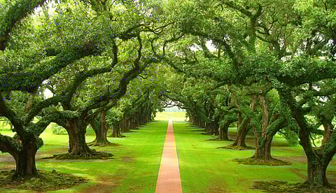 பச்சை நுரையீரல்கள்! அப்படின்னா?