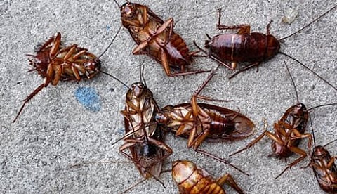 கரப்பான் பூச்சிகளை விரட்ட நல்லதா நான்கு வழி!