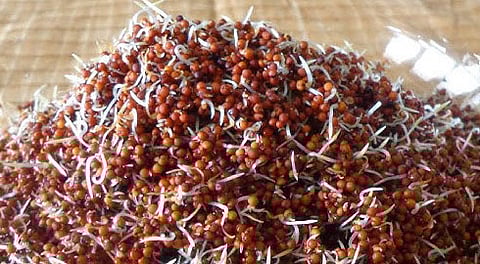 முளைகட்டிய ராகியின் ஐந்து முக்கிய ஆரோக்கியப் பலன்கள்!