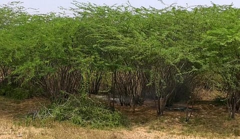 இயற்கையை அச்சுறுத்தும் சீமை கருவேல மரம்!