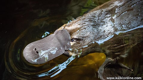 Platypus