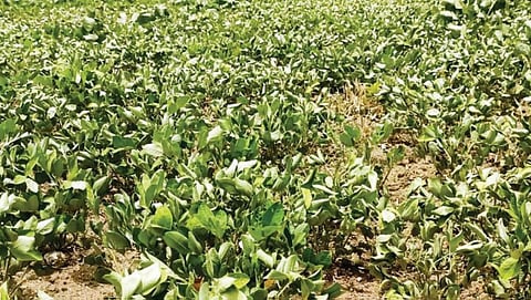 தண்ணீர் இல்லாமல் வாடிய வேர்க்கடலை செடிகள்: இழப்பை சந்திக்கும் விவசாயிகள்!