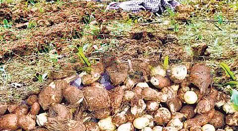 உடல் உஷ்ணத்தைக் குறைக்கும் அற்புதக் கிழங்கு!