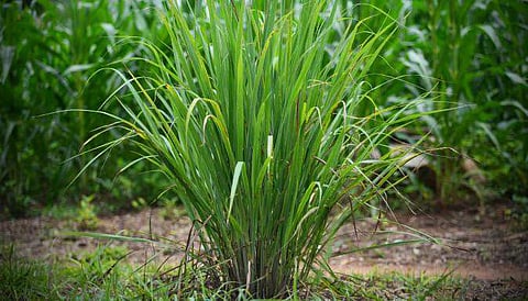 இந்த வாசனைப் புல்லிற்கு இத்தனை மகிமையா?