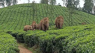 வால்பாறையில் பார்க்க... ரசிக்க... 7 இடங்கள்!