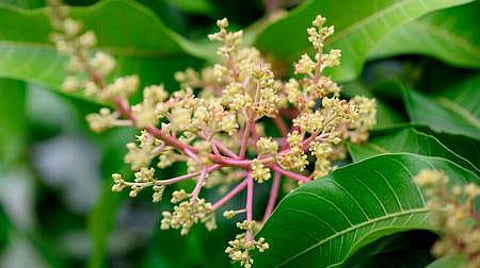 மாவிலை - மாம்பூ மகத்துவம்!