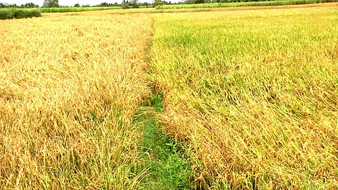 இந்தியாவில் நெல் சாகுபடி 411 ஹெக்டேரைக் கடந்து சாதனை!