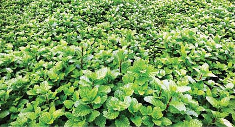 புதினா விளைச்சல் அதிகரிப்பால் நஷ்டத்தைச் சந்திக்கும் விவசாயிகள்!