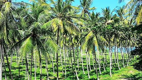 தென்னை உற்பத்திக்காக அரசு என்ன செய்கிறது? செப்டம்பர் 2 உலக தென்னை தினத்தில் தென்னை பற்றிய ஒரு பார்வை!