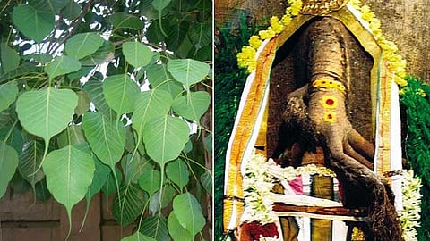 அதிசய அரசமர சுயம்பு விநாயகர்!