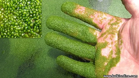'Water meal' used as food in space.
