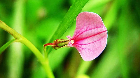 Orithalthamarai plant