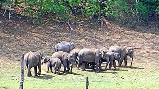 தேக்கடியில் தேடித் தேடி பார்க்க வேண்டிய இடங்கள்!