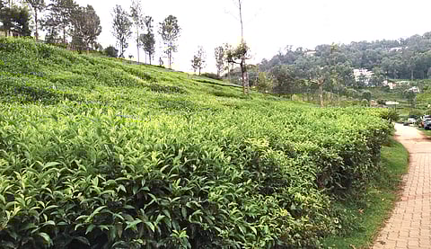 காலநிலை மாற்றத்தால் தேயிலை விளைச்சல் குறைவு!