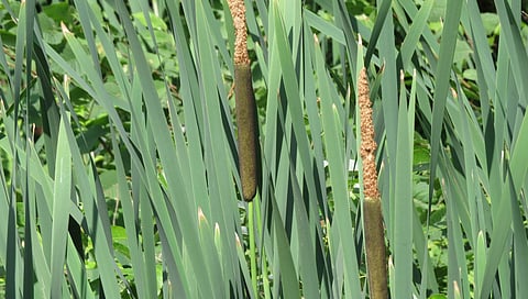 விளைச்சலைத் தடுக்கும் பூனைவால் கோரைப்புல்: விவசாயிகள் வேதனை!