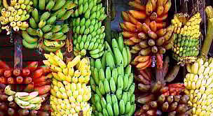 வாழையில் 7 புதிய ரகங்கள் அறிமுகம்: திருச்சி தேசிய வாழை ஆராய்ச்சி மையம் சாதனை!