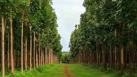 சுற்றுச்சூழல் மற்றும் நோய்க்கு மருந்தாகும் தேன்கனி மரம்!