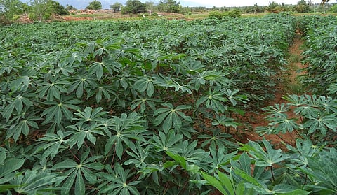 லாபத்தை அள்ளித் தரும் மரவள்ளிக் கிழங்கு சாகுபடி!