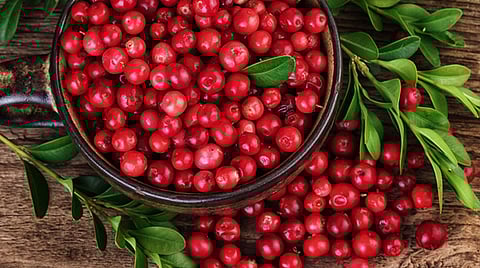 கிரேன்பெர்ரி பழங்களில் இத்தனை நன்மைகளா?