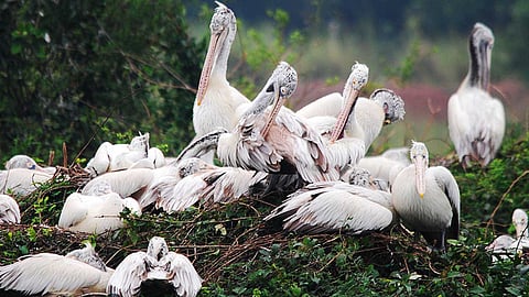 நெலப்பட்டு பறவைகள் சரணாலயம்! எங்குள்ளது? எப்படிப் போவது?