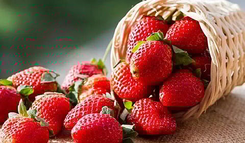 நல்ல வருமானம் தரும் ஸ்ட்ராபெர்ரி விவசாயம்!