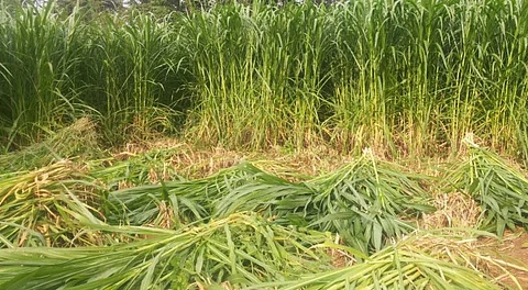 வருமானத்தைப் பெருக்கும் கால்நடை தீவனப்புல் சாகுபடி!