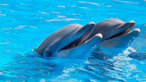Interesting facts about dolphins.