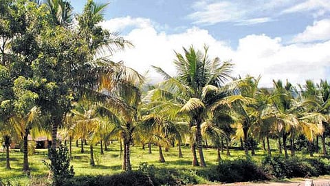 மழைக் காலத்தில் தோட்ட பராமரிப்பு!