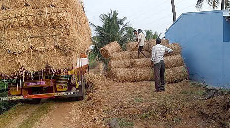 வருமானம் தரும் வைக்கோல் வியாபாரம்: வைக்கோலை வைத்து பயனடைவது எப்படி?