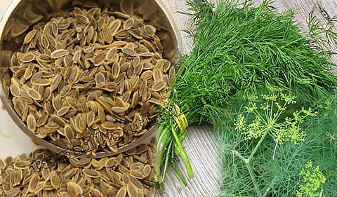 சதகுப்பையின் மருத்துவப் பயன்கள் என்ன?