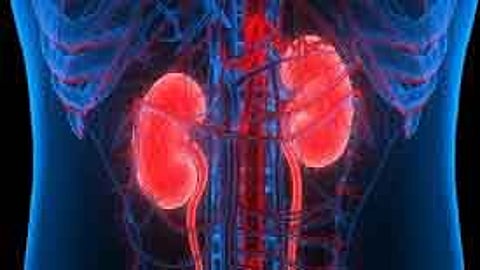 Foods that keep the kidneys functioning properly