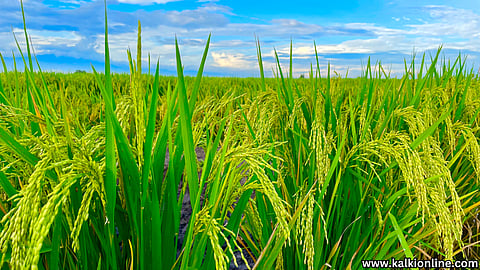 Pros and Cons of Paddy Farming in Tamil Nadu