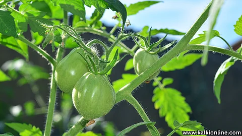Delicious tomato chutney!