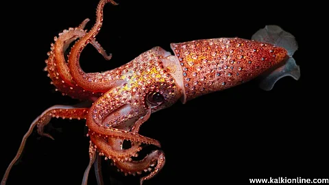 Strawberry Squid