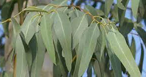 Eucalyptus hot water bath to relieve body ailments