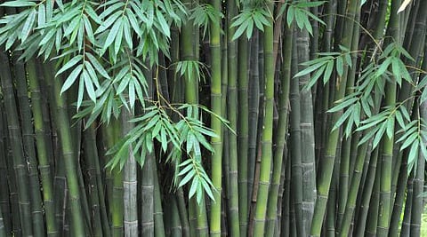 Bamboo cultivation that benefits up to 90 years!