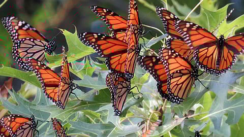 The number of butterflies coming to the Western Ghats is low