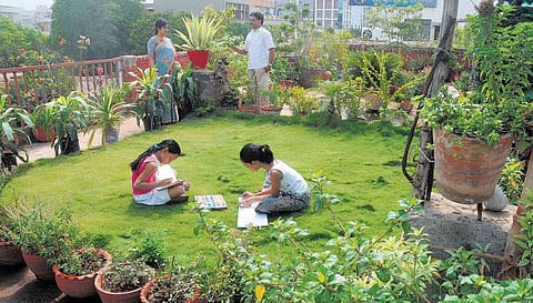 சுற்றுச்சூழல் தூய்மையோடு, மருத்துவ மூலிகையாகவும் பயன்படும் வீட்டுத் தோட்டம்!