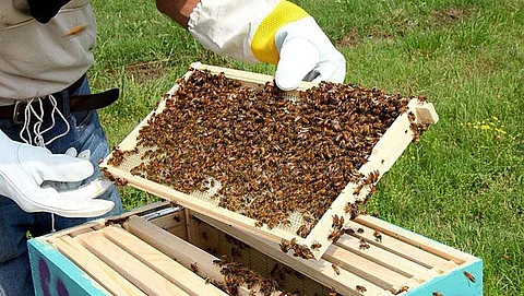 Beekeeping Challenges and Benefits
