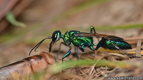 Jewel wasp is a creature that turns a cockroach into a zombie.